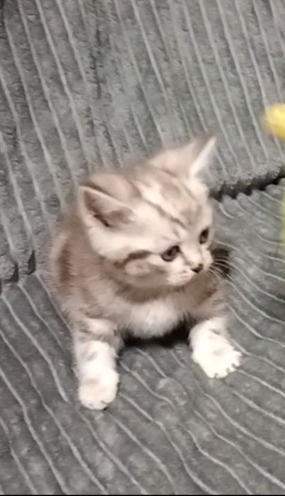 Мальчик. Скоттиш страйт.