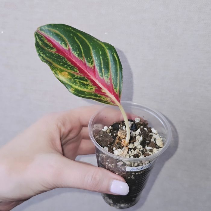 Аглаонемы адаптированные