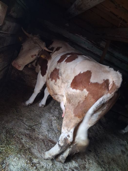 Vand vaca la garanțe