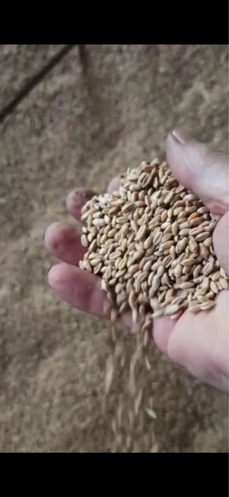 Продам пшеницу 3 класс с места, чистая,сухая за наличку. Можно на сем.