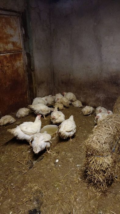 Пилета  Бройлери