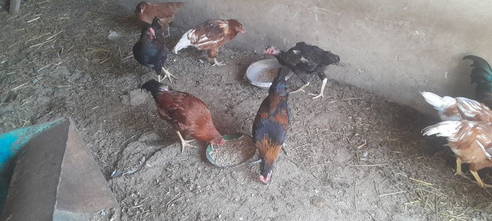 Жожо хурозлар сотилади галишамиз