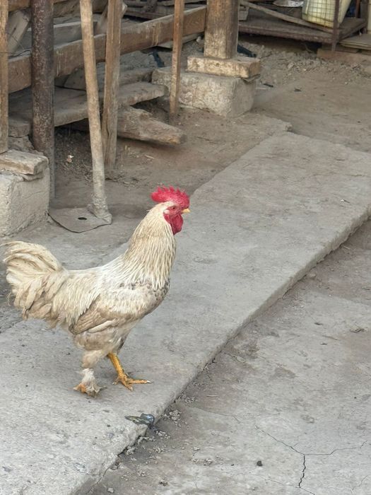 Продам петухов  срочно