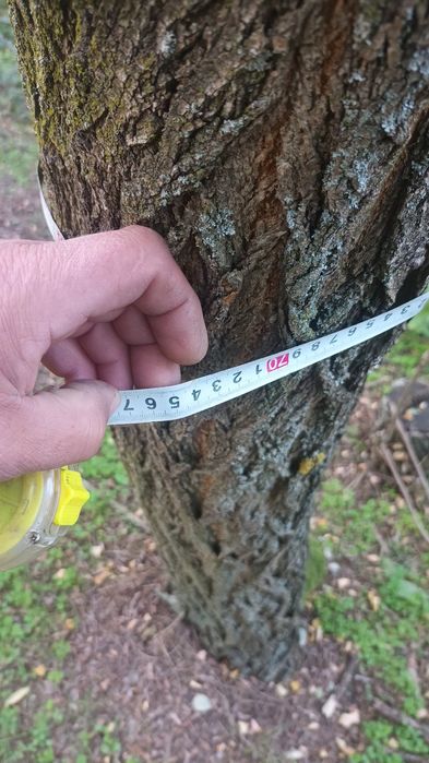 Vând pădure salcâm