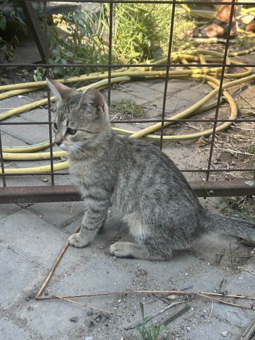 Pisica de adoptat cateva luni