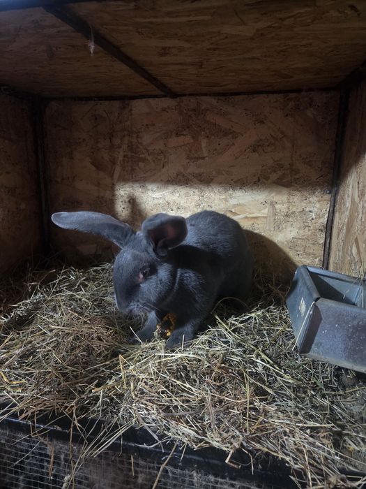 De vanzare Fluture german albastru