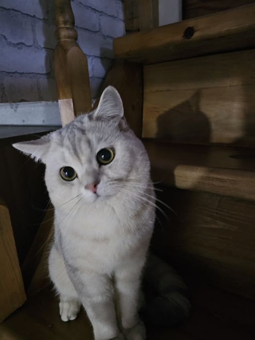 Котик серебристая шиншилла