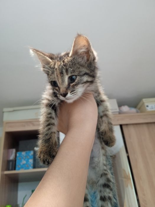 Домашний котенок
