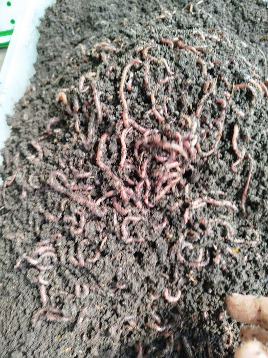 Черви  для рыбалки и для разведения