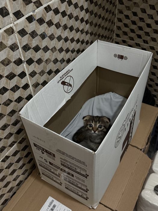 вислоухий котенок