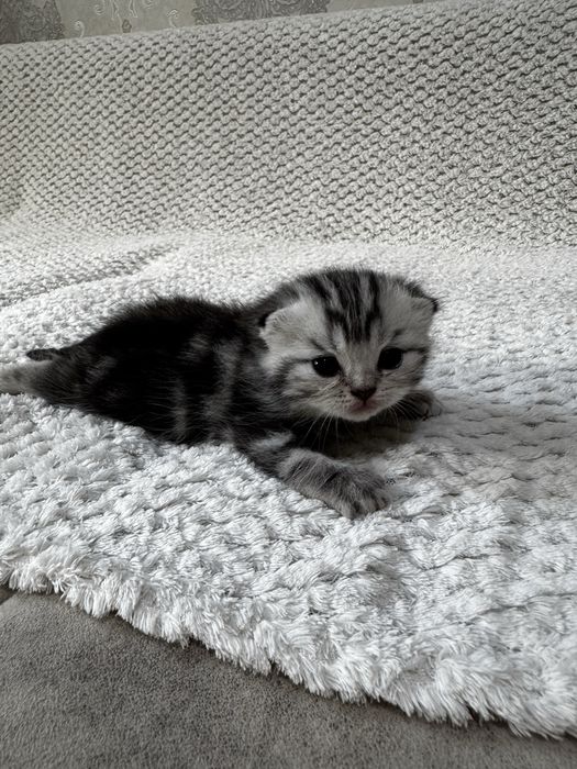 Британские котята