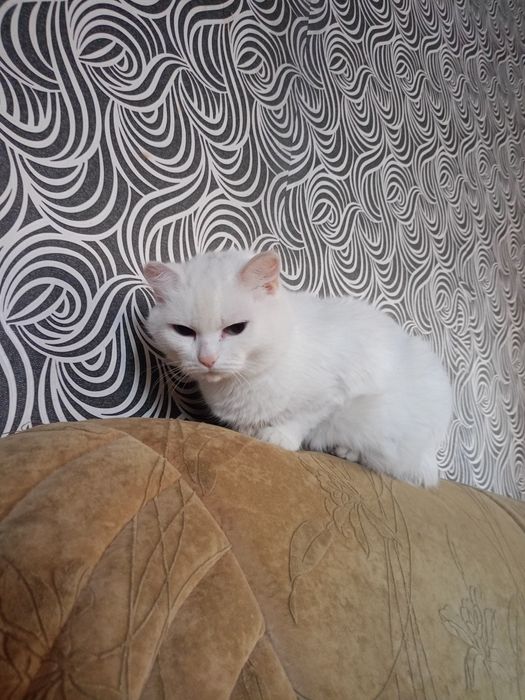 Кошка в добрые руки