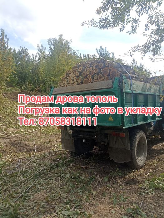 Доставка Дров тополь
