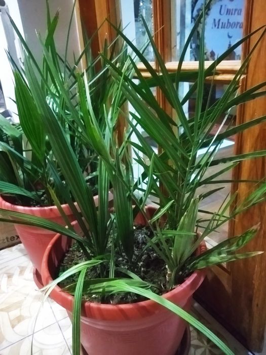 Ростения для сада и дома