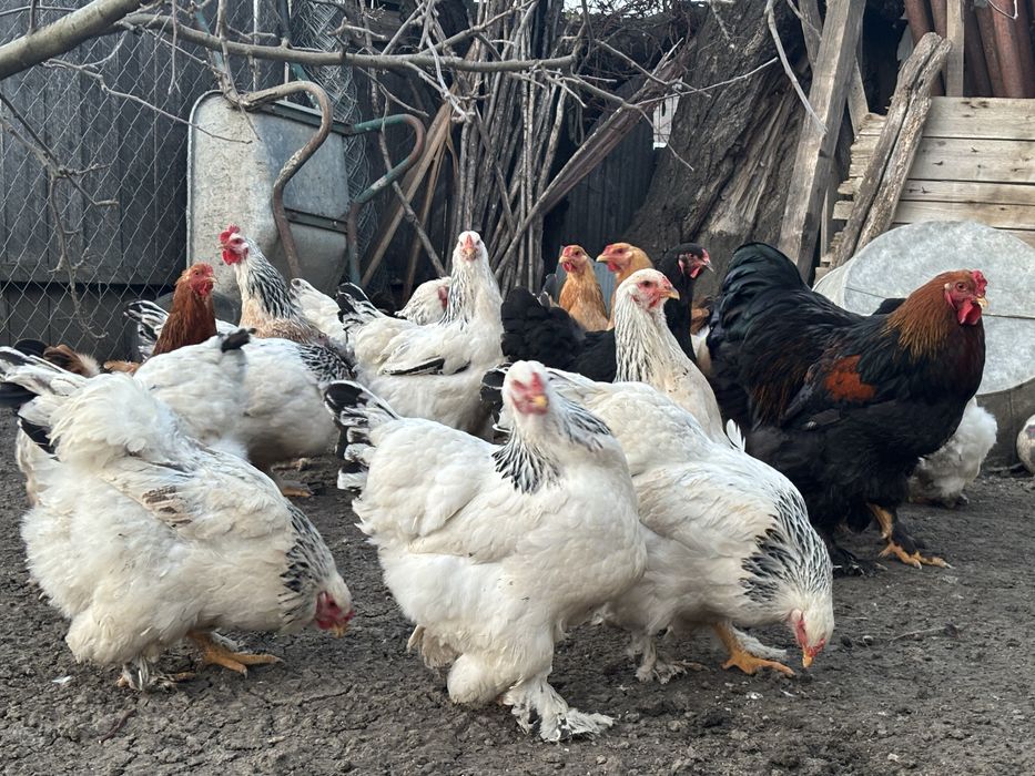 Gaini si cocosi brahma