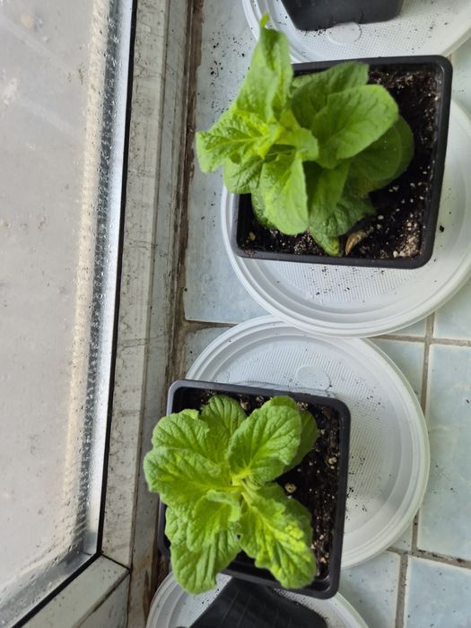 Домашние  цветы.