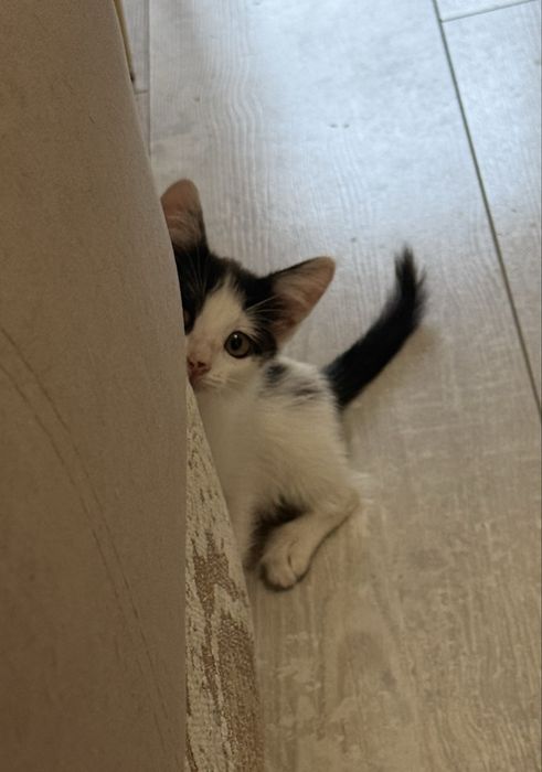 Котенок красивый
