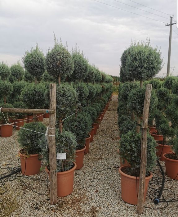 Tuia smarald columna, pon pom spirale pepeniera/ plante