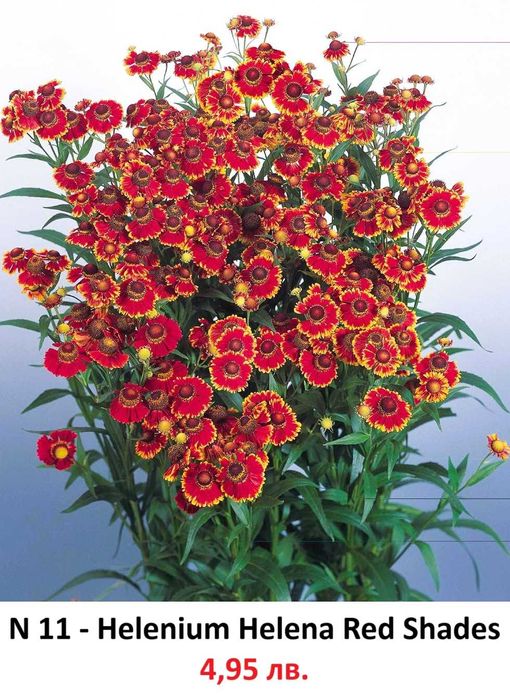 Многогодишни Градниски Цветя – ЦЕНА 4,95 лв./бр.