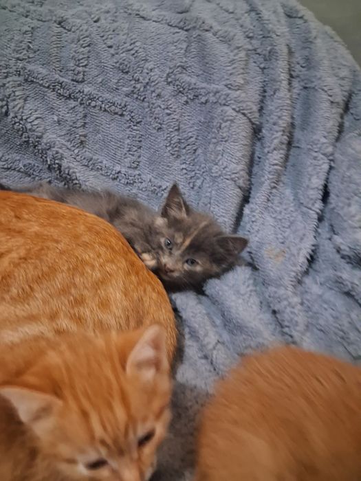 Отдам котят в добрые руки
