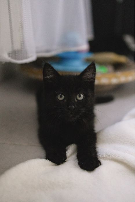 Котенок в добрые руки