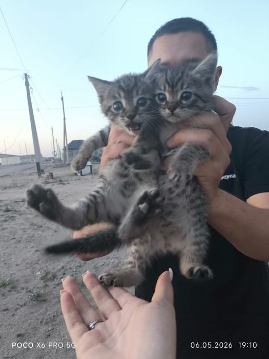 Отдам котят в добрые руки