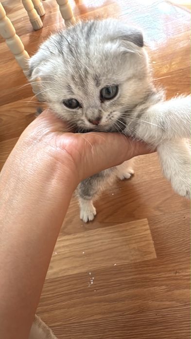 Котенок веслоухи