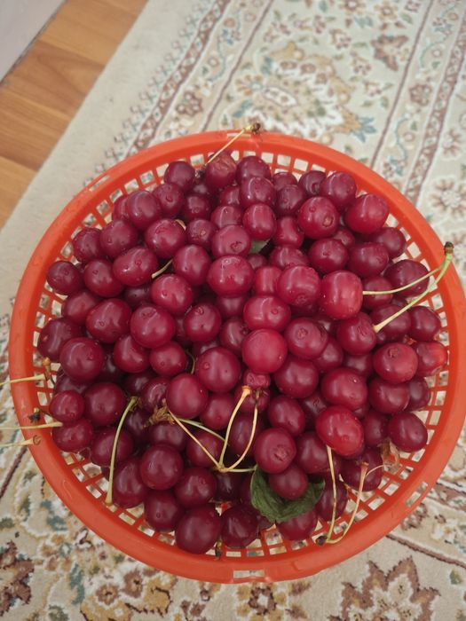 Шие 1 шелек сатылады