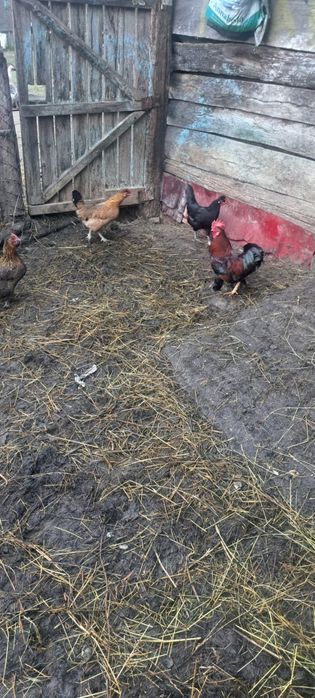 Vind perechi gaini piticesti