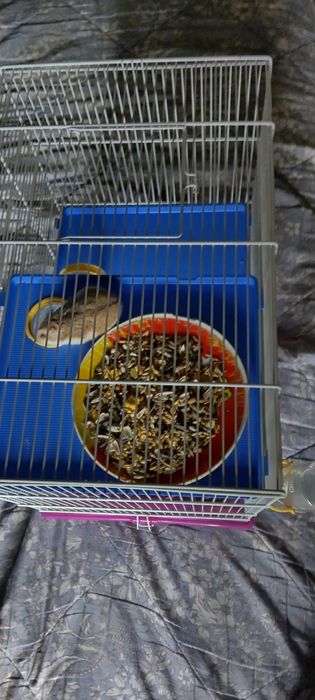 Vând hamster cu toate accesoriile și cușcă cu tobogan