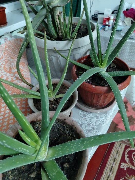 Продаётся отростки Алое