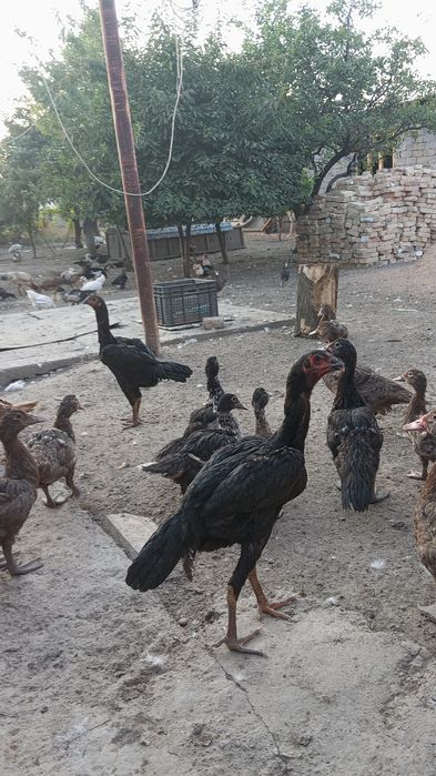 Продам бойцовые куры