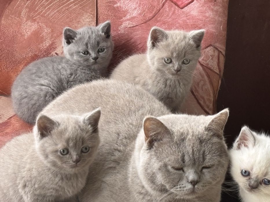 Британски котета (чивтокръвни)