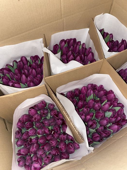 Тюльпаны к 8 марта