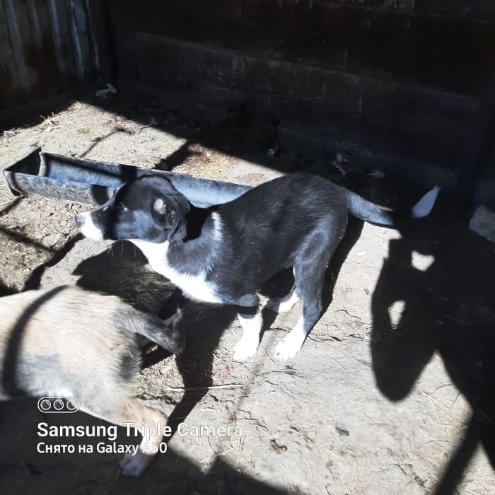 Отдам щенков звоночки