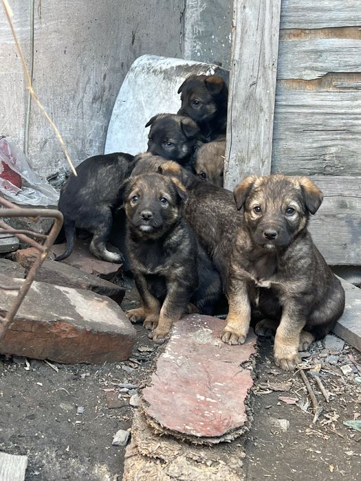 Щенки 1,5 месяца.