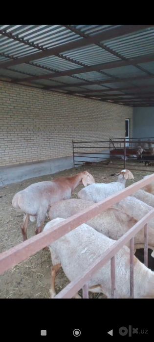 Арашан кузи сотилади 8 ойлик