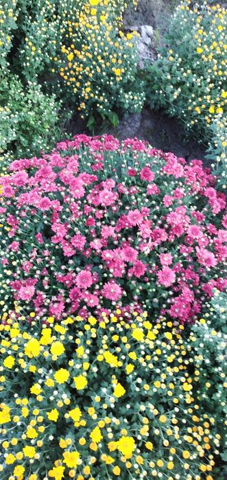 Xrzantema gullari sotiladi