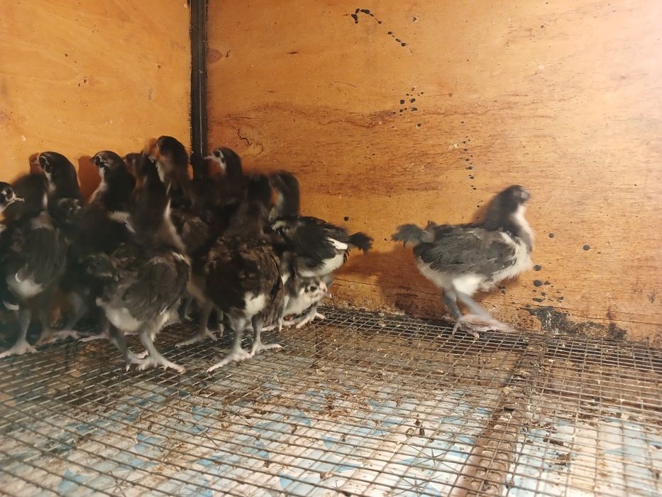 Австралоп бакапандары сатлады.