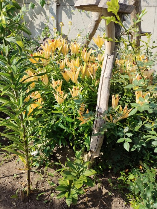 Продам Луковицы лилий.