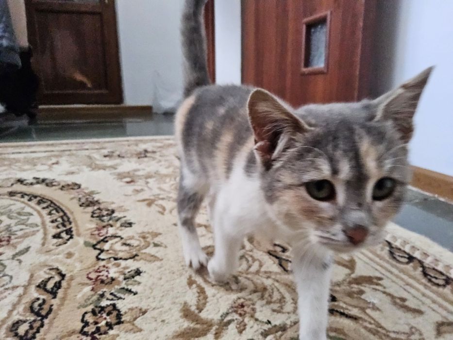 Мысыққа жақсы адам іздейміз