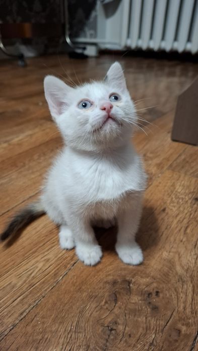 Отдам котят в хорошии руки