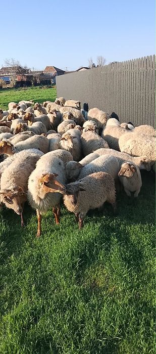 Vand oi cu miei sterpe miei