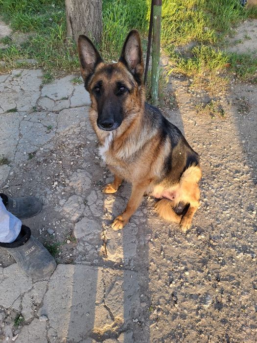 Немецкие овчарки