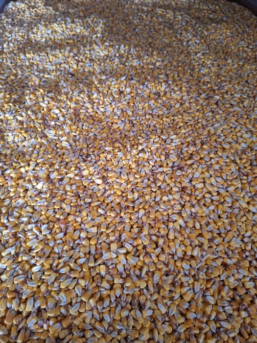 Grăunte soi KWS recolta 2025