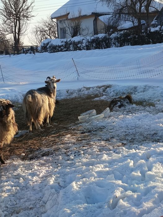 Vând capra  la a 2 a fătare