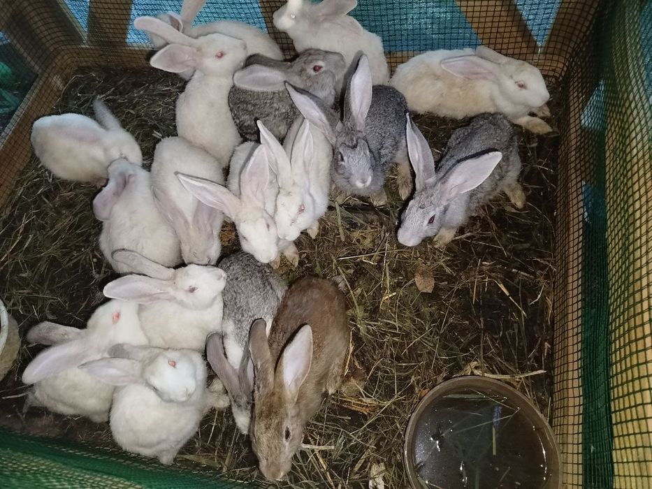 Velikan chatishgan quyon bollari