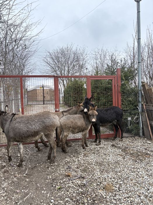 Măgărițe gestante de vanzare