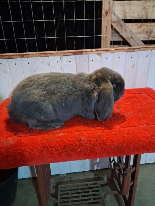 Vând Mascul berbec german Albastru