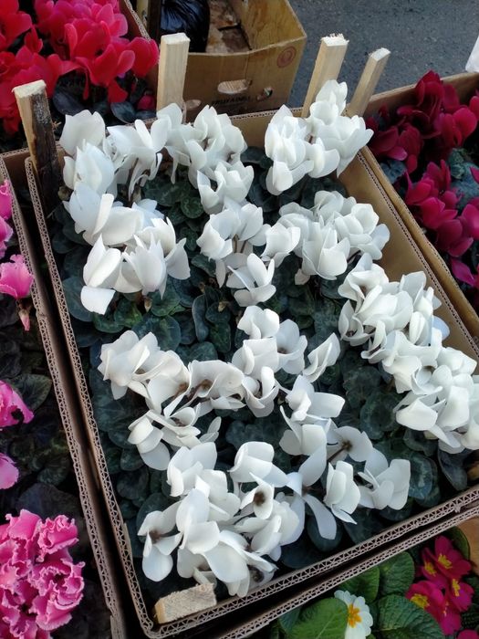 Герань и Цикломен